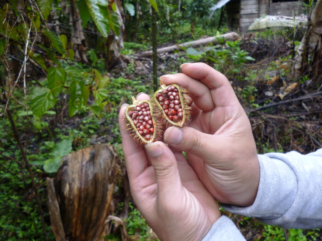 Seeds of the Achiote fruit.