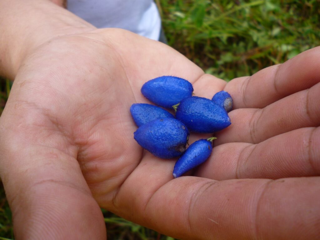 Vivid blue seeds of unknown species of flora.