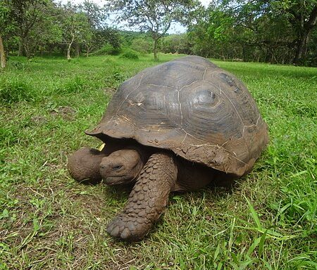 The Galápagos tortoise or Galápagos giant tortoise (Chelonoidis nigra) is the largest living species of tortoise and the 14th-heaviest living reptile.