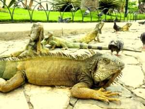 Iguanas in Parque de las Iguanas, Guayaquil.