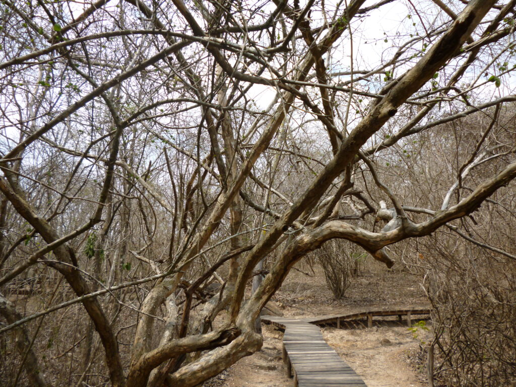 Puyango's forest floor is a geological wonder and visitors must use boardwalks.