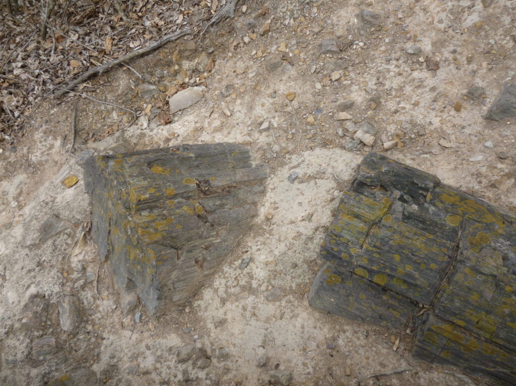 Fossilized tree