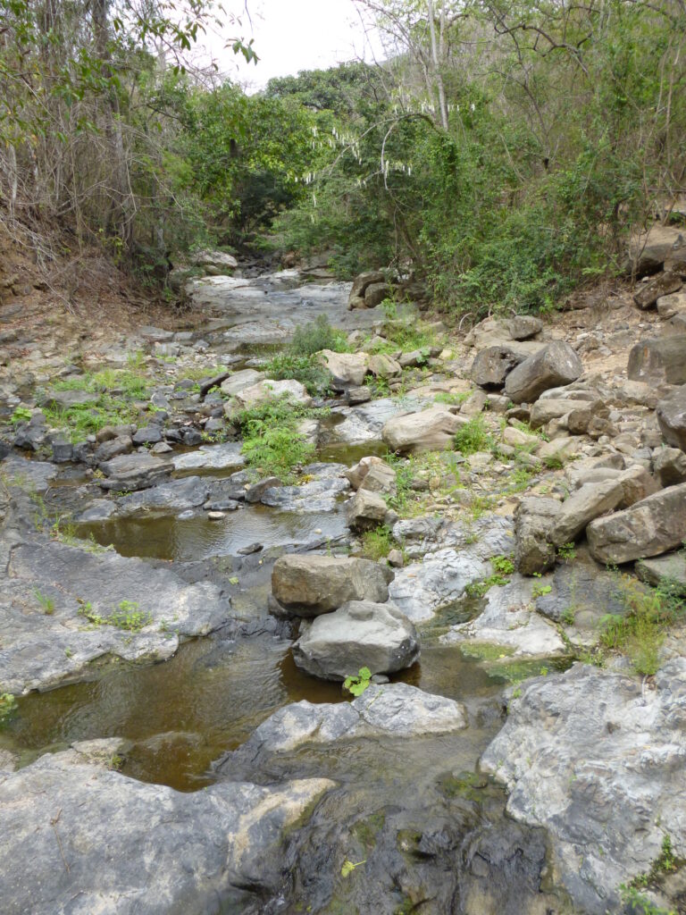 A creek glade in Puyango