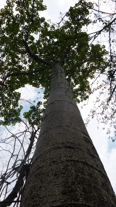 Photo by Kali Kucera, 2014 The ancient trees of Puyanog
